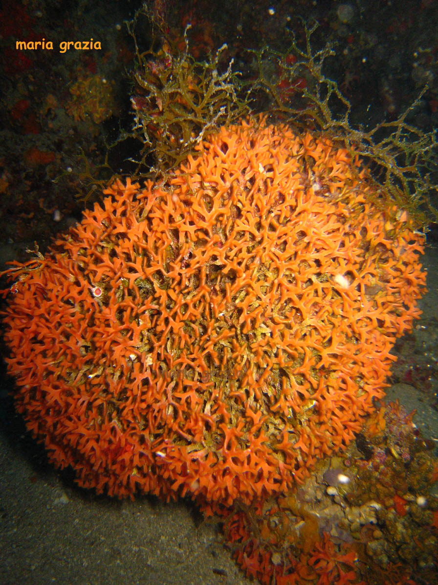 Smittina cervicornis  e Turbicellepora avicularis